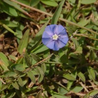 Evolvulus alsinoides (L.) L.
